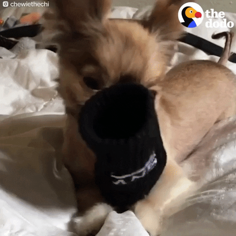 dog chihuahua GIF by The Dodo