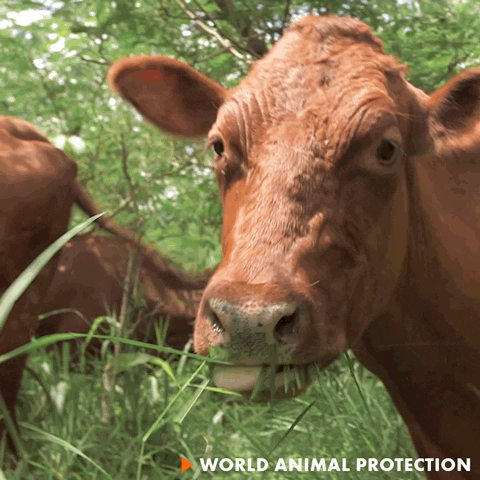 Hungry Chew GIF by World Animal Protection
