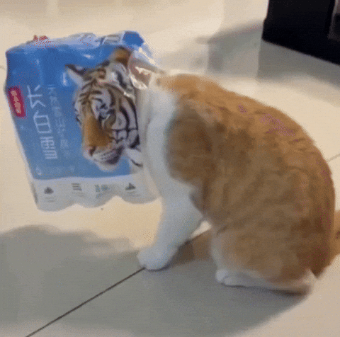 Orange Cat GIF