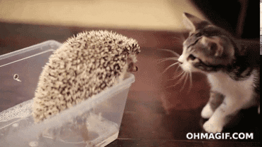Hedgehog GIF - Find & Share on GIPHY