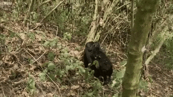 Bbc Gorilla GIF