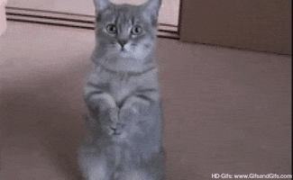 cat yes GIF