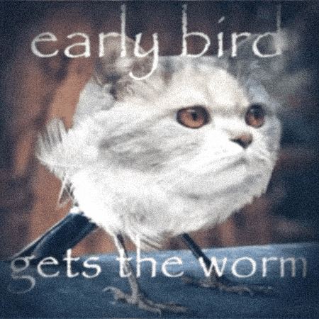 Cat Bird GIF