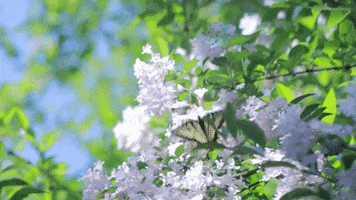 CREAF_ecologia GIF