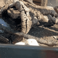 Play Playing GIF by John Ball Zoo