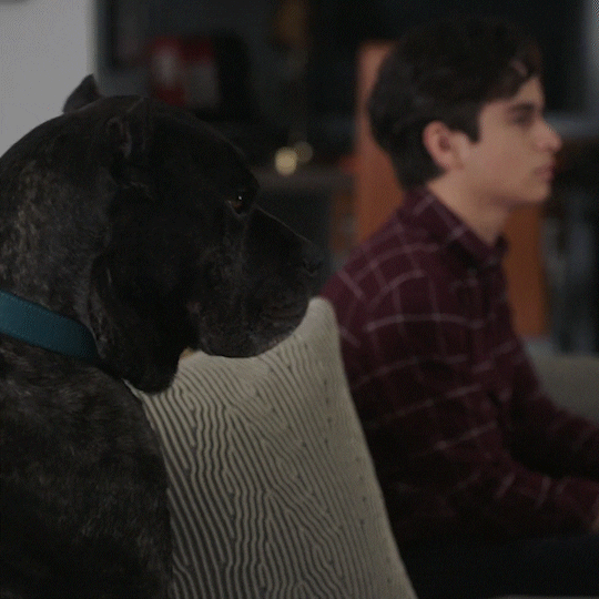 Dog What GIF by ABC Network