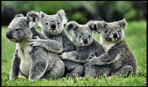 bears