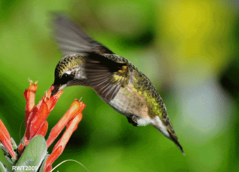 Hummingbird-gif GIFs - Get the best GIF on GIPHY