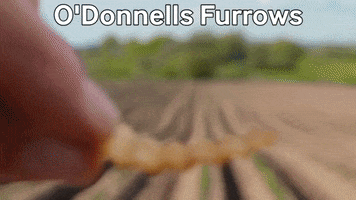 Food Snack GIF by O'Donnells Crisps