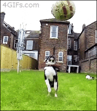 Dog Fails Funny GIFs of Puppies Falling
