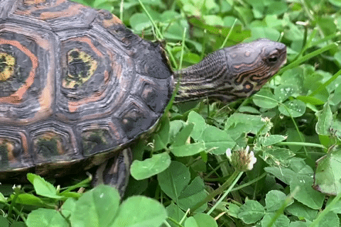 Grass-turtle GIFs - Get the best GIF on GIPHY
