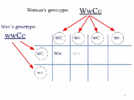 Genetics GIF