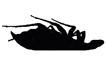 Rise Of The Roach Sticker by Papa Roach