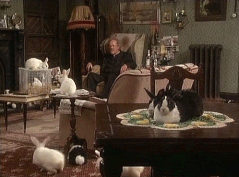 rabbits