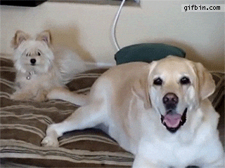 Dog Funny GIF - Dog Funny Funny Dog - Discover & Share GIFs