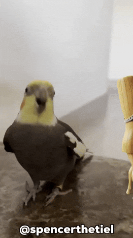 Instagram Bird GIF