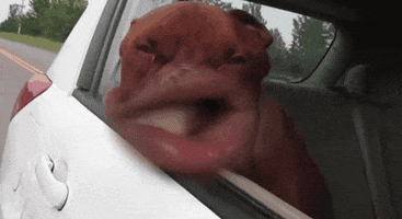 dog flapping car window flapping in the wind car dog