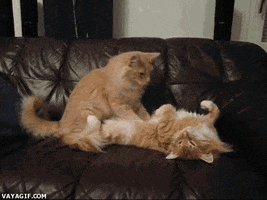 cat massaging GIF