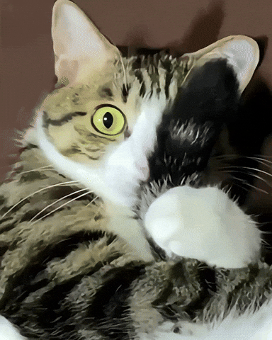 Cat GIF