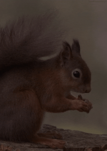 red squirrel GIF by Head Like an Orange