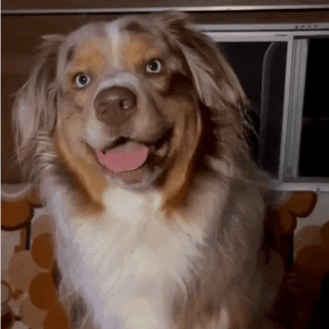 Dog GIF by Old Time Hawkey