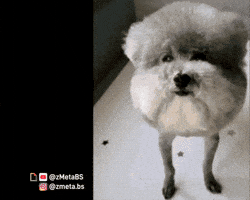 Dog Statement GIF