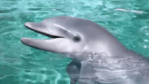 SeaWorld reaction wow adorable aww GIF