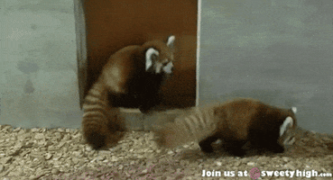 jumping red panda GIF