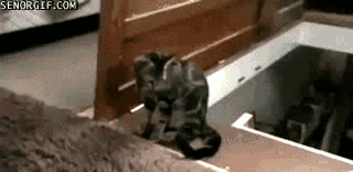 source.gif