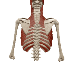 Physiocentermx Sticker