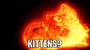 Cat Fire GIF by Sealed With A GIF