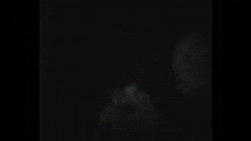 GIF by Carpark Records