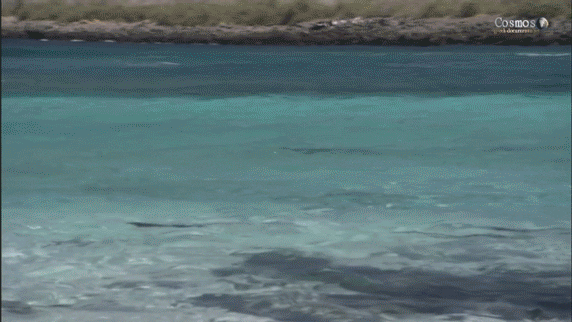 sea waves GIF