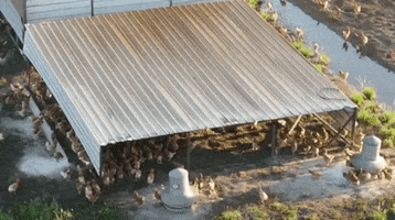 Free Range Chicken Farm GIF by Tap The Table