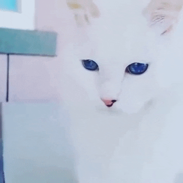 alexandrecanijo cat blue eyes GIF
