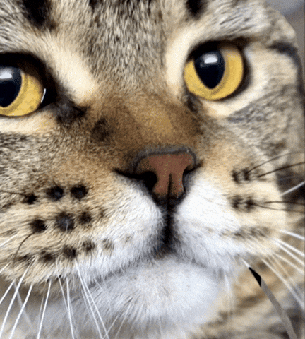 Stevearogerscat GIF