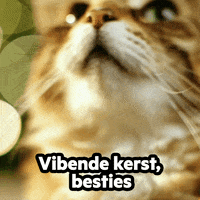 Katten GIFs - Get the GIF on GIPHY