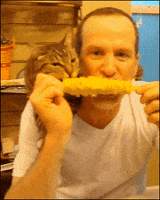 Corn On The Cob Eating GIF