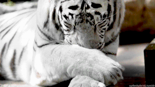 paws licking GIF