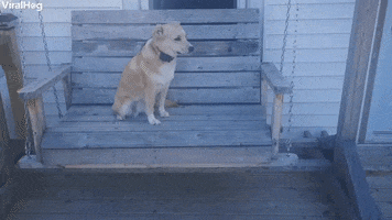 Rescue Dog Loves Her Porch Swing GIF by ViralHog