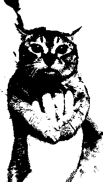 Mei Mei Cat GIF