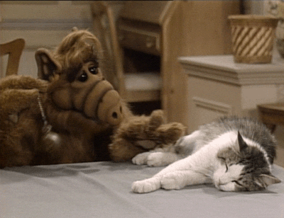 Cat Alf GIF - Find & Share on GIPHY