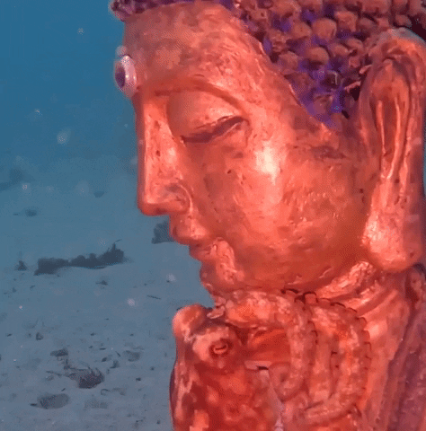 Buddha Statue Ocean GIF by Storyful