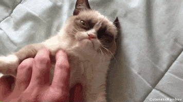 Grumpy Cat GIF