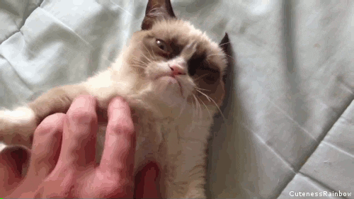 New trending GIF tagged funny grumpy cat via… | Trending Gifs