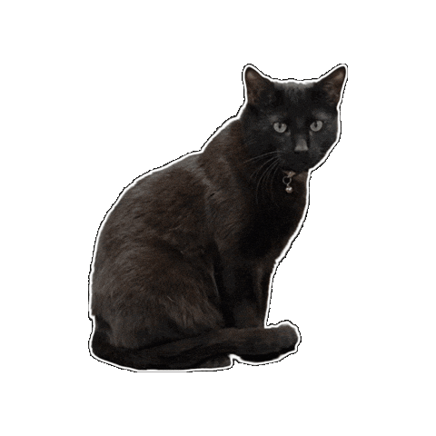 Black Cat Sticker by Tristar Coatings
