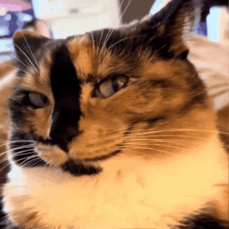 Cat GIF
