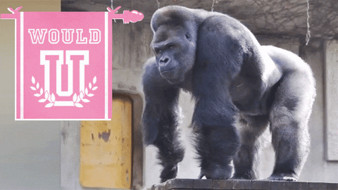 Gorilla Sex GIFs - Get the best GIF on GIPHY