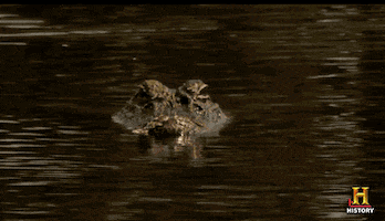 History Waiting GIF by Swamp People