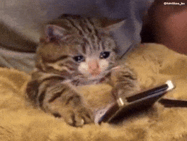 Sad Cat GIF